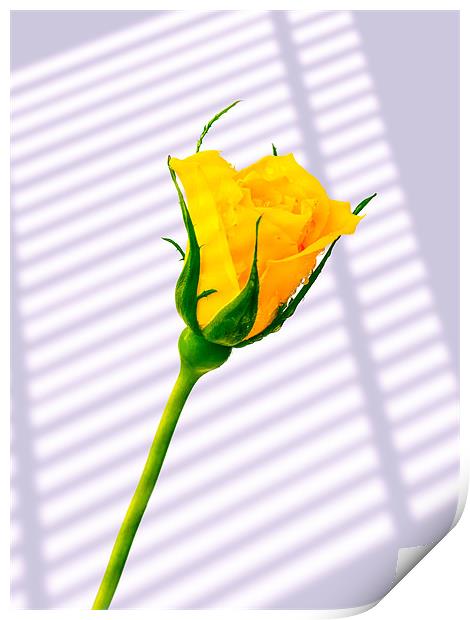 Yellow Rose Print by Mark Llewellyn