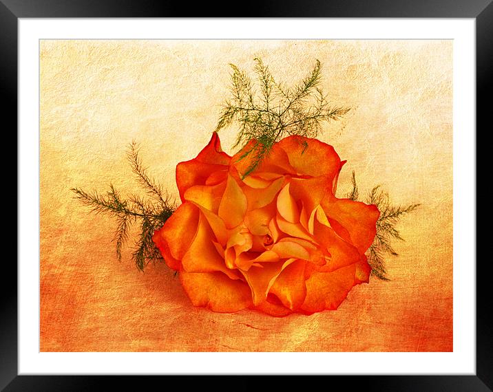 Peachy Framed Mounted Print by Fine art by Rina