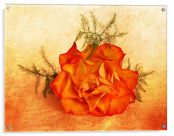 Peachy Acrylic by Fine art by Rina