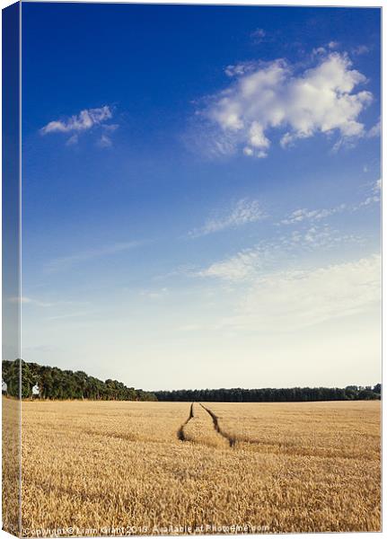 Evening light and blue sky over Wheat field. Canvas Print by Liam Grant