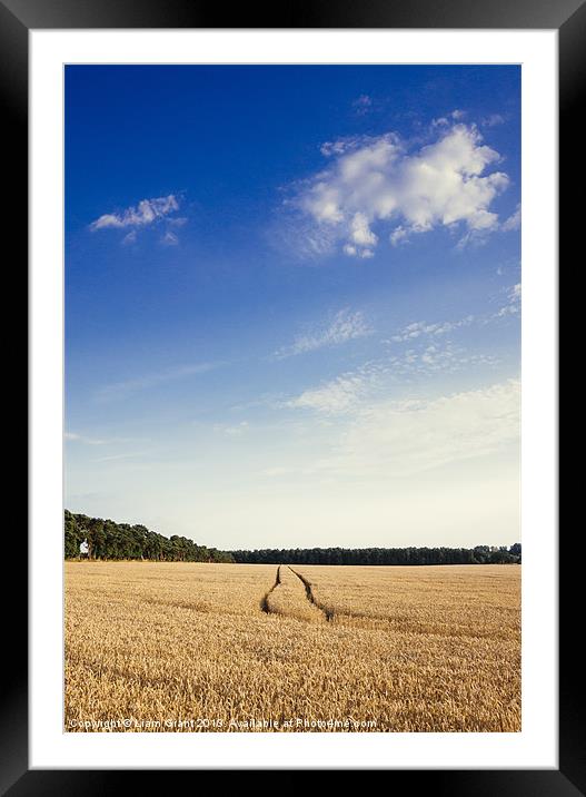 Evening light and blue sky over Wheat field. Framed Mounted Print by Liam Grant