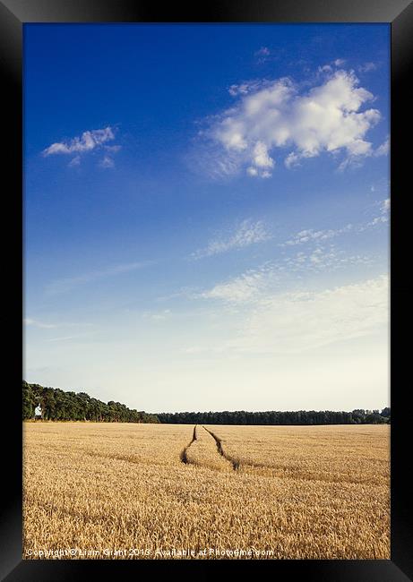 Evening light and blue sky over Wheat field. Framed Print by Liam Grant