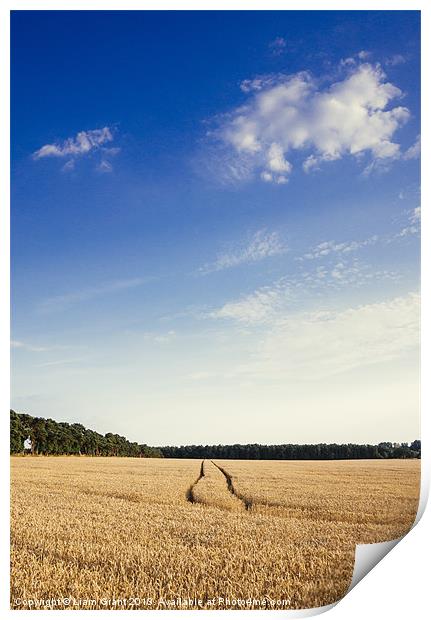 Evening light and blue sky over Wheat field. Print by Liam Grant