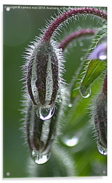 Dew Drops Acrylic by camera man
