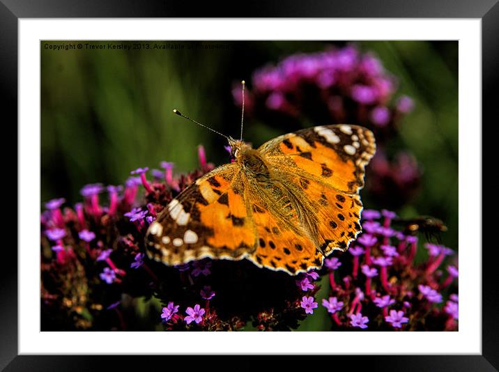 Painted Lady Butterfly Framed Mounted Print by Trevor Kersley RIP