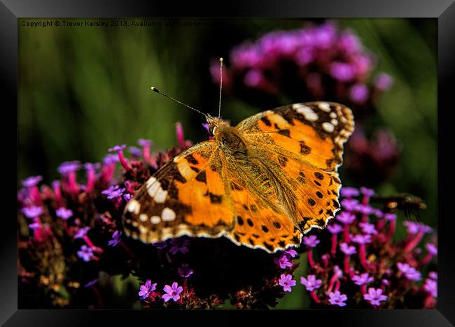 Painted Lady Butterfly Framed Print by Trevor Kersley RIP