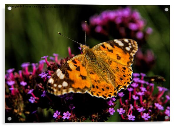 Painted Lady Butterfly Acrylic by Trevor Kersley RIP