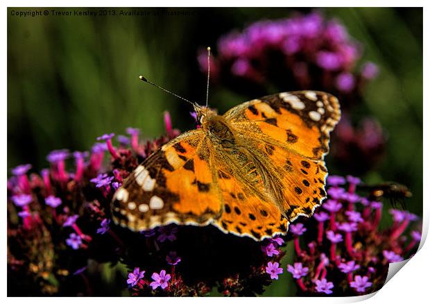Painted Lady Butterfly Print by Trevor Kersley RIP