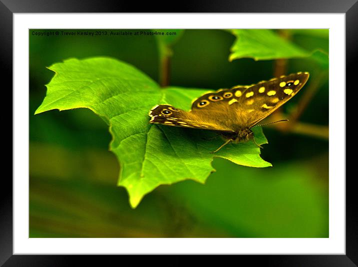 Woodland Brown Butterfly Framed Mounted Print by Trevor Kersley RIP