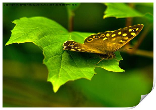 Woodland Brown Butterfly Print by Trevor Kersley RIP