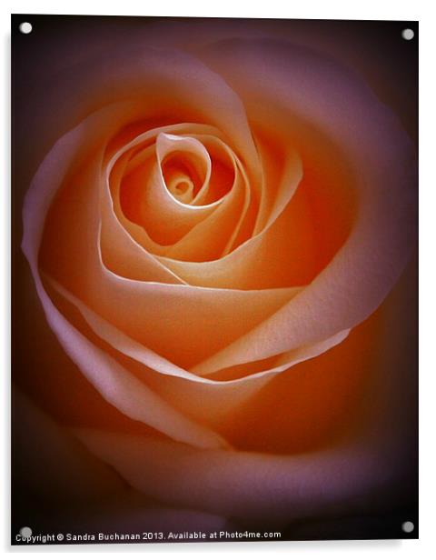 Simply Rose Acrylic by Sandra Buchanan