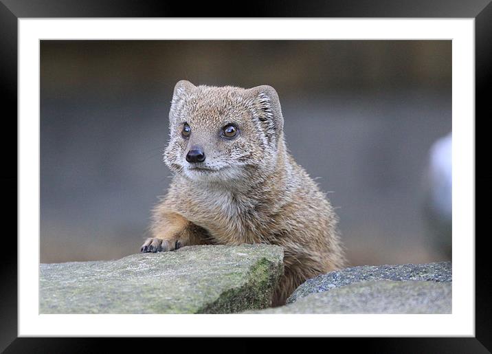 Yellow Mongoose Framed Mounted Print by nikola oliver