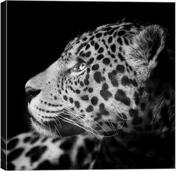 Eyes of the Jaguar Canvas Print by Andy McGarry