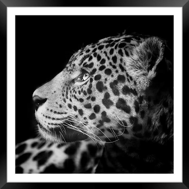 Eyes of the Jaguar Framed Mounted Print by Andy McGarry