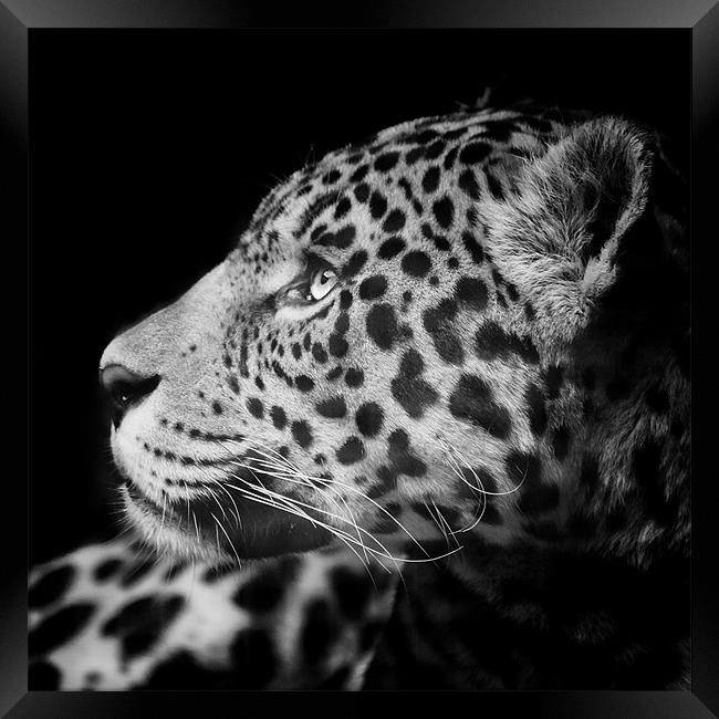 Eyes of the Jaguar Framed Print by Andy McGarry