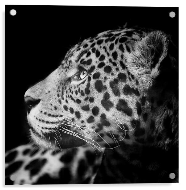 Eyes of the Jaguar Acrylic by Andy McGarry