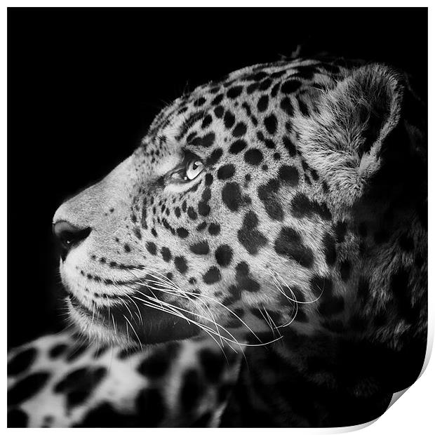 Eyes of the Jaguar Print by Andy McGarry