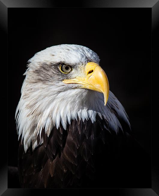 Bald Eagle Framed Print by Andy McGarry