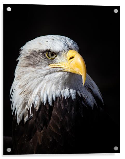 Bald Eagle Acrylic by Andy McGarry