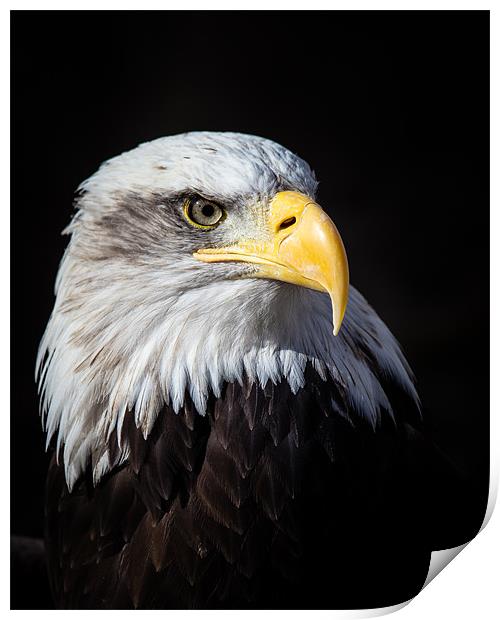 Bald Eagle Print by Andy McGarry