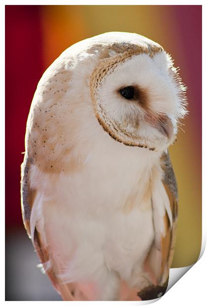 Barn Owl Print by Andy McGarry