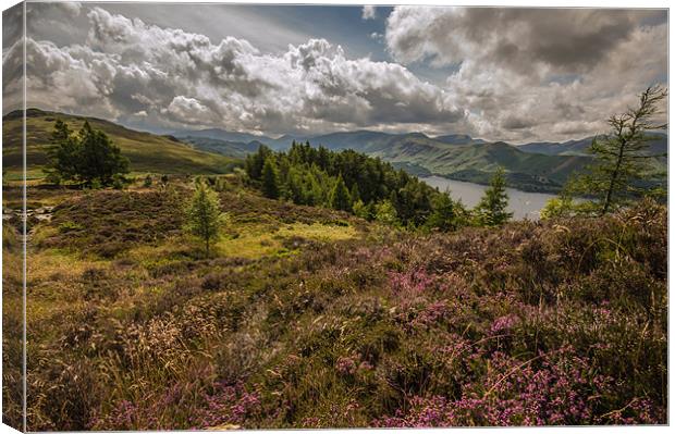 Heather Blooms in the Lake District Canvas Print by Phil Tinkler