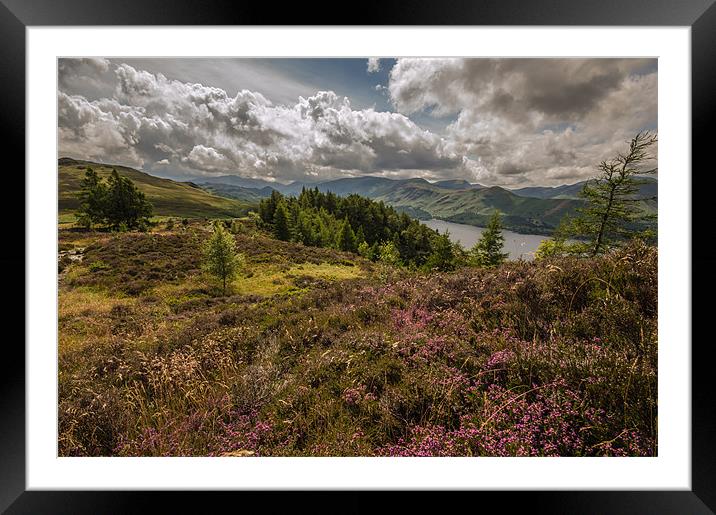 Heather Blooms in the Lake District Framed Mounted Print by Phil Tinkler