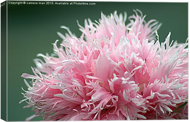pink explosion Canvas Print by camera man
