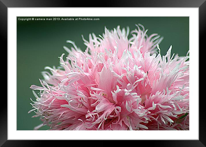 pink explosion Framed Mounted Print by camera man