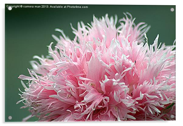 pink explosion Acrylic by camera man