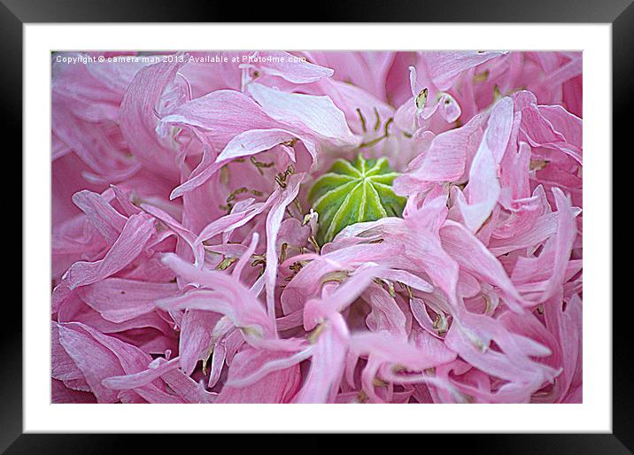pink Framed Mounted Print by camera man