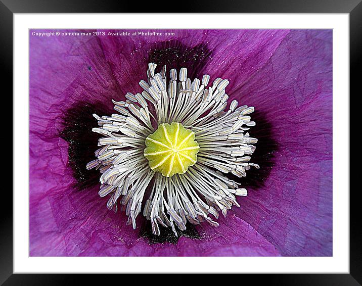 purple delight Framed Mounted Print by camera man