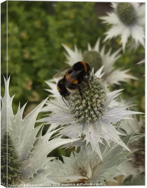 Sharp Spiky Metal Thistles! Canvas Print by Eleanor McCabe