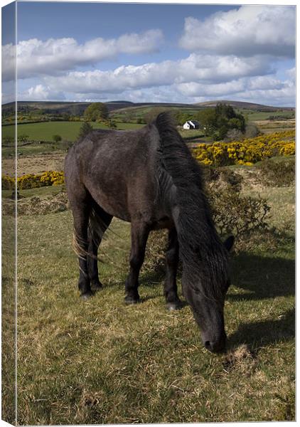 Dartmoor pony Canvas Print by Ken Patterson