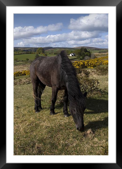 Dartmoor pony Framed Mounted Print by Ken Patterson