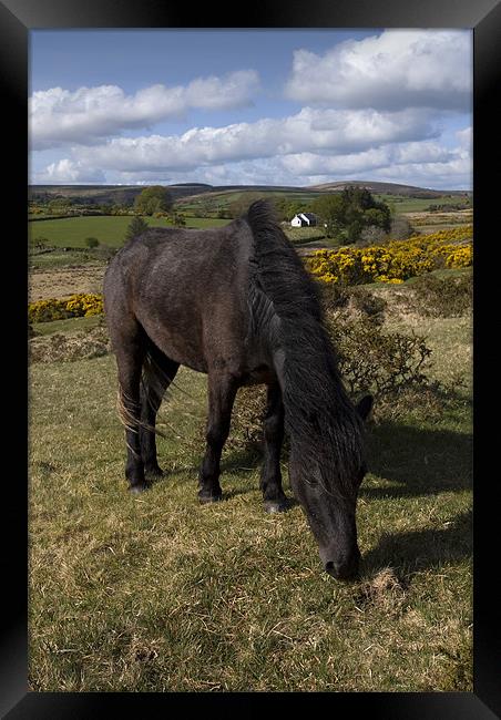 Dartmoor pony Framed Print by Ken Patterson