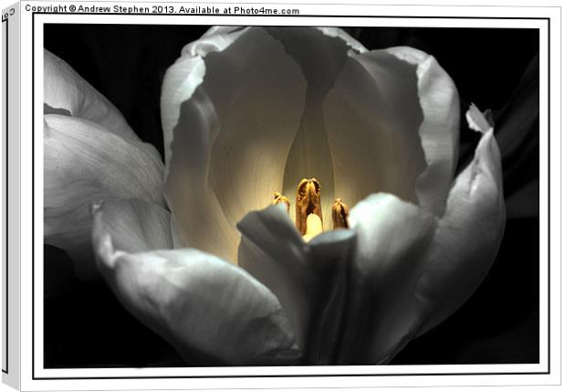 Glowing Tulip Canvas Print by Andrew Stephen