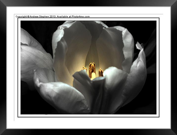 Glowing Tulip Framed Mounted Print by Andrew Stephen