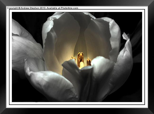 Glowing Tulip Framed Print by Andrew Stephen