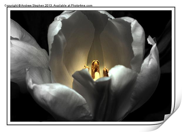 Glowing Tulip Print by Andrew Stephen