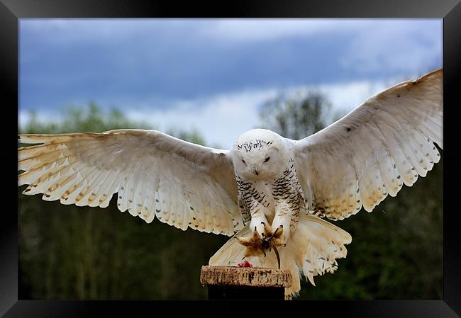 Snowy Owl Framed Print by Ken Patterson