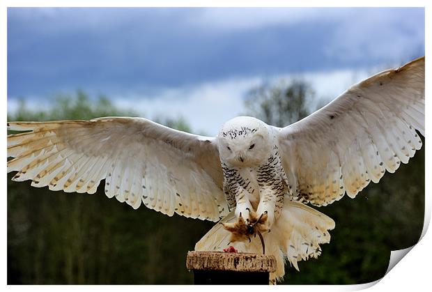 Snowy Owl Print by Ken Patterson