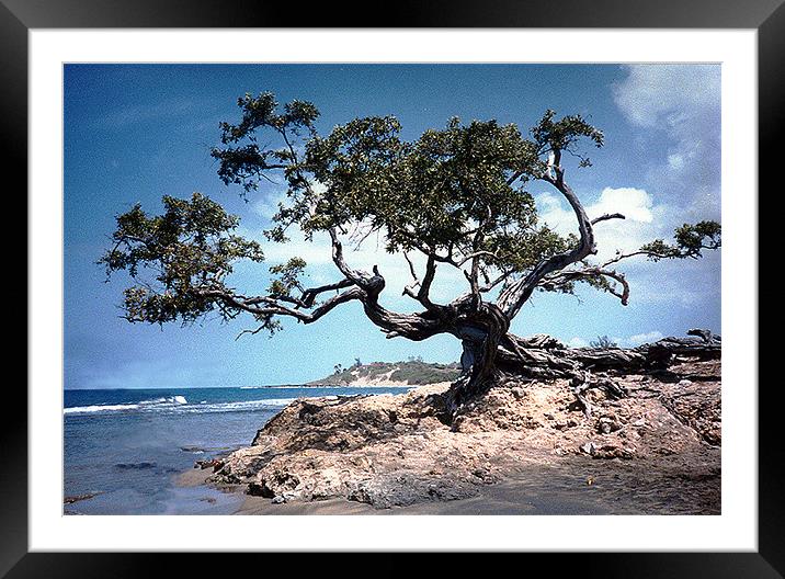 The Famous Tree at Treasure Beach Framed Mounted Print by james balzano, jr.