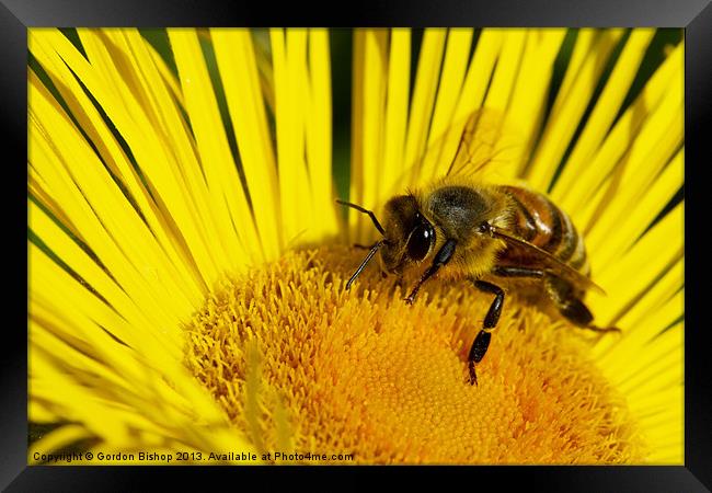 Honey Framed Print by Gordon Bishop