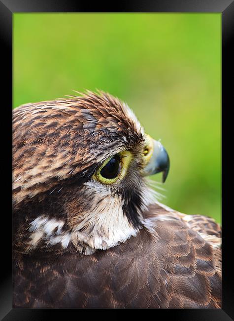 Peregrine portrait Framed Print by Levente Baroczi