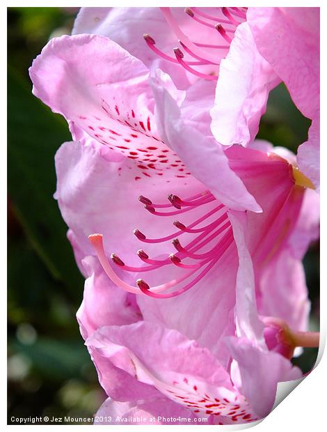 Rhododendron Print by Jez Mouncer