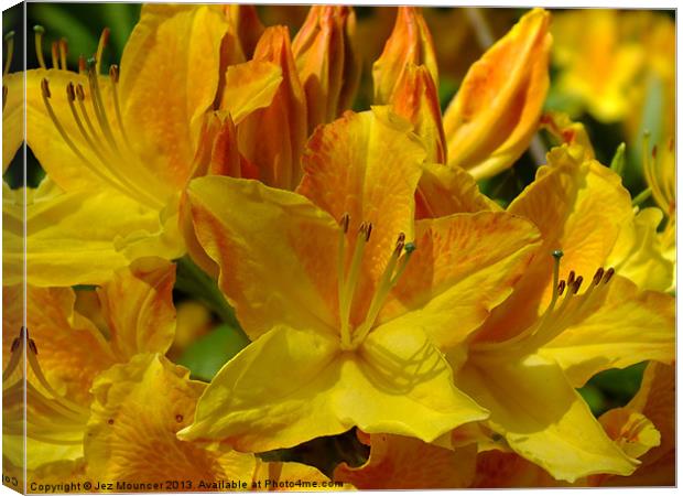 Yellow Rhododendron Canvas Print by Jez Mouncer