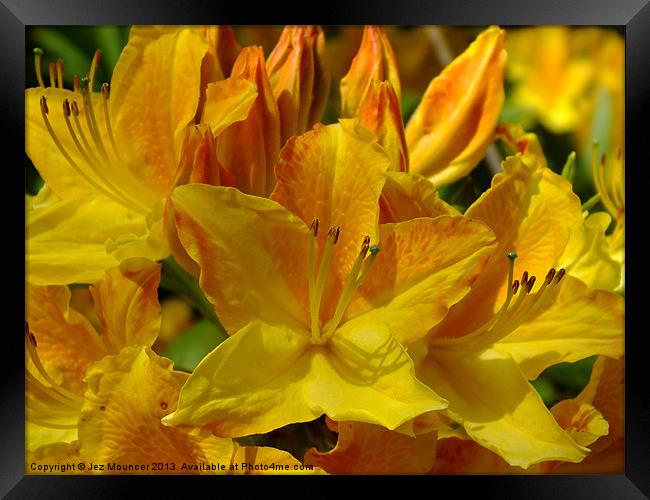 Yellow Rhododendron Framed Print by Jez Mouncer