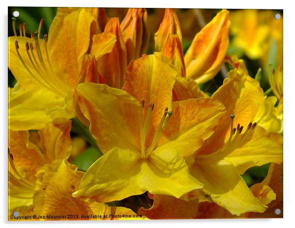 Yellow Rhododendron Acrylic by Jez Mouncer