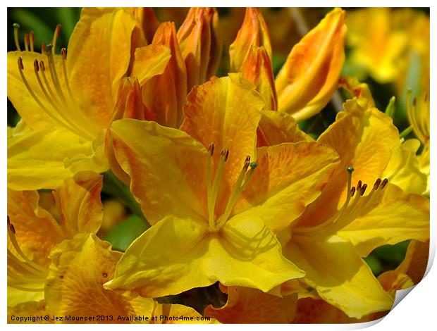 Yellow Rhododendron Print by Jez Mouncer
